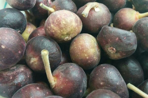 تصویر 3 از قیمت و خرید انجیر کوهی وحشی + فروش ارزان